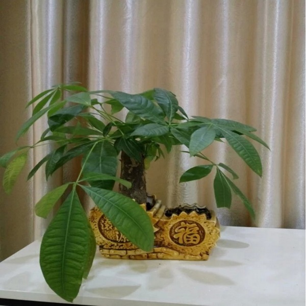 來(lái)自英碩吸塑包裝的那抹綠